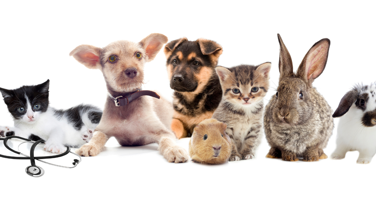 Pet Insurance 101